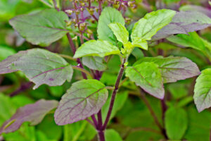 हरिशयनी एकादशी : आज तुलसी रोप्ने दिन