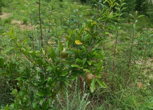 डडेल्धुरामा व्यावसायिक अनारखेतीबाट ५० लाख आम्दानी गर्ने लक्ष्य