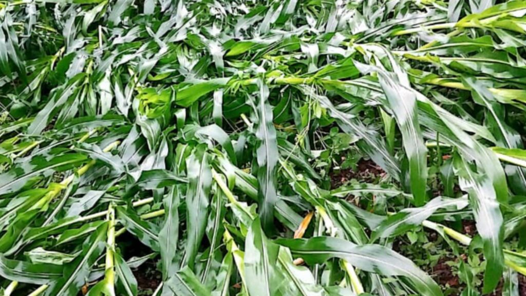 बैतडीमा बर्षासंगैको हावाहुरीले मकैबालीमा क्षति