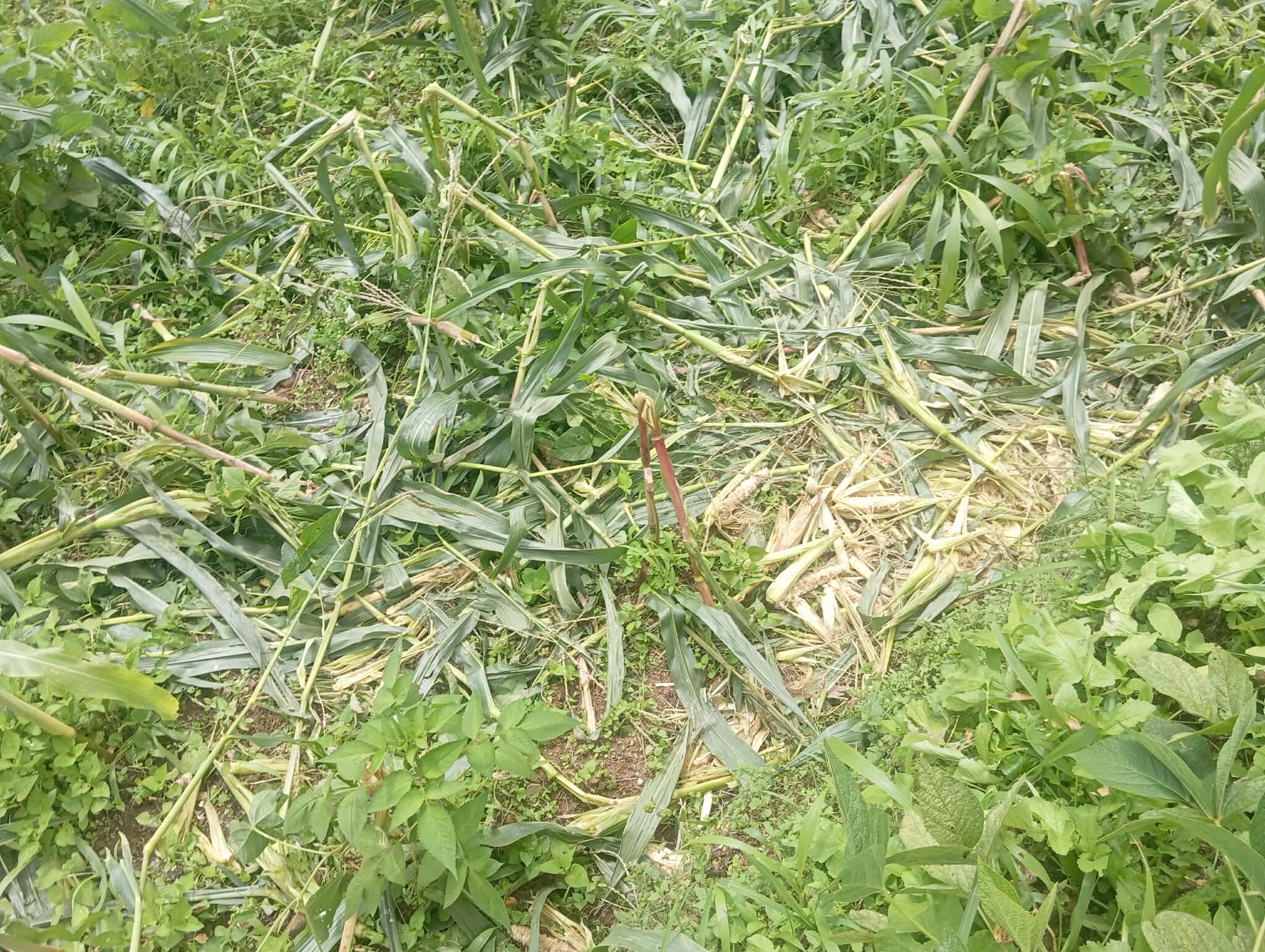 बैतडीमा जंगली जनावरले मकैबाली सखाप पार्न थालेपछि किसानहरु चिन्तित