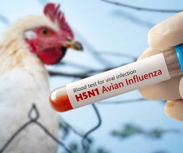 भारतमा बर्डफ्लु देखिएपछि बैतडीमा उच्च सतर्कता