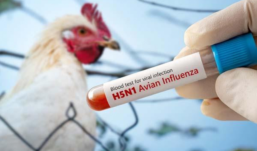 भारतमा बर्डफ्लु देखिएपछि बैतडीमा उच्च सतर्कता