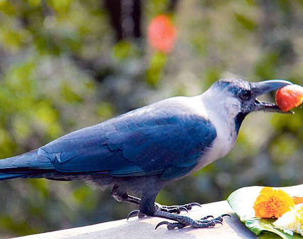 तिहार सुरु, यमपञ्चकको पहिलो दिन आज काग तिहार