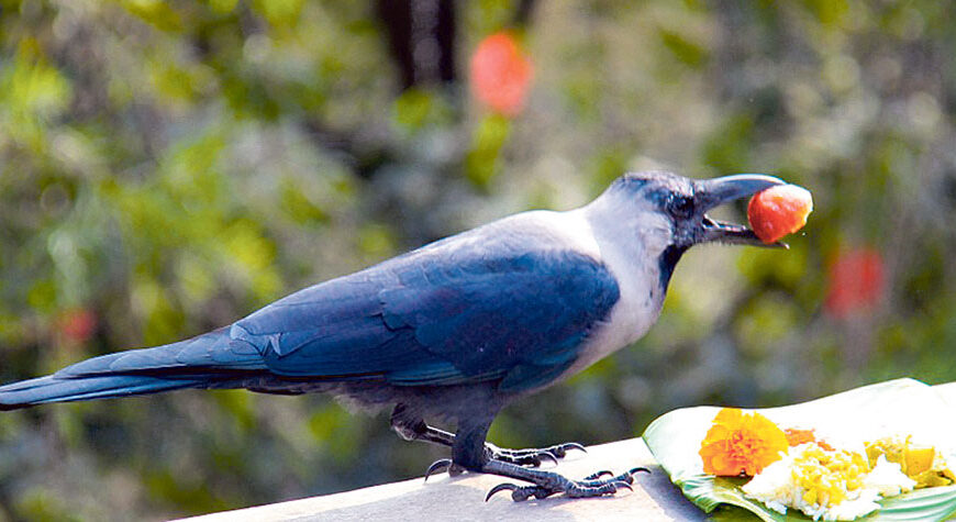 तिहार सुरु, यमपञ्चकको पहिलो दिन आज काग तिहार