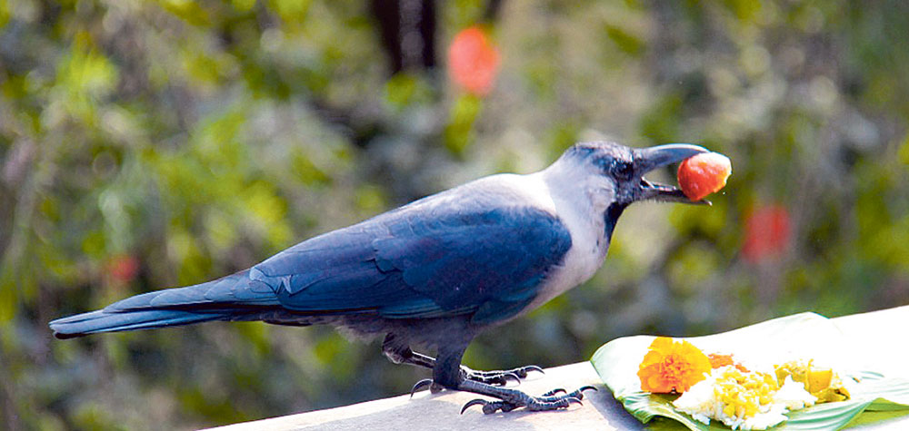 तिहार सुरु, यमपञ्चकको पहिलो दिन आज काग तिहार