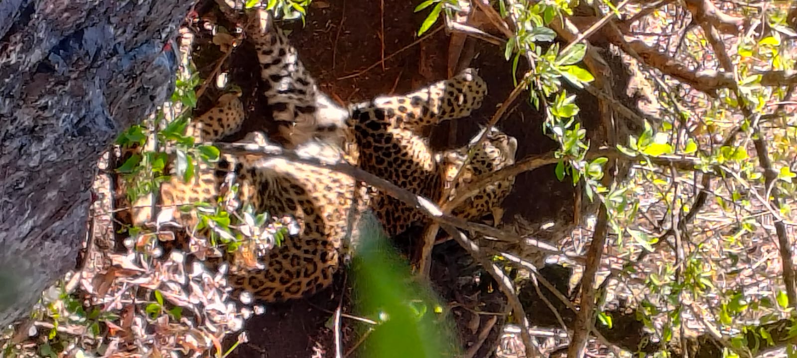 बैतडीमा चितुवा पासोमा पर्‍यो