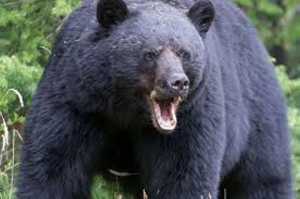 बैतडीमा भालुको आक्रमणबाट एक महिला घाइते