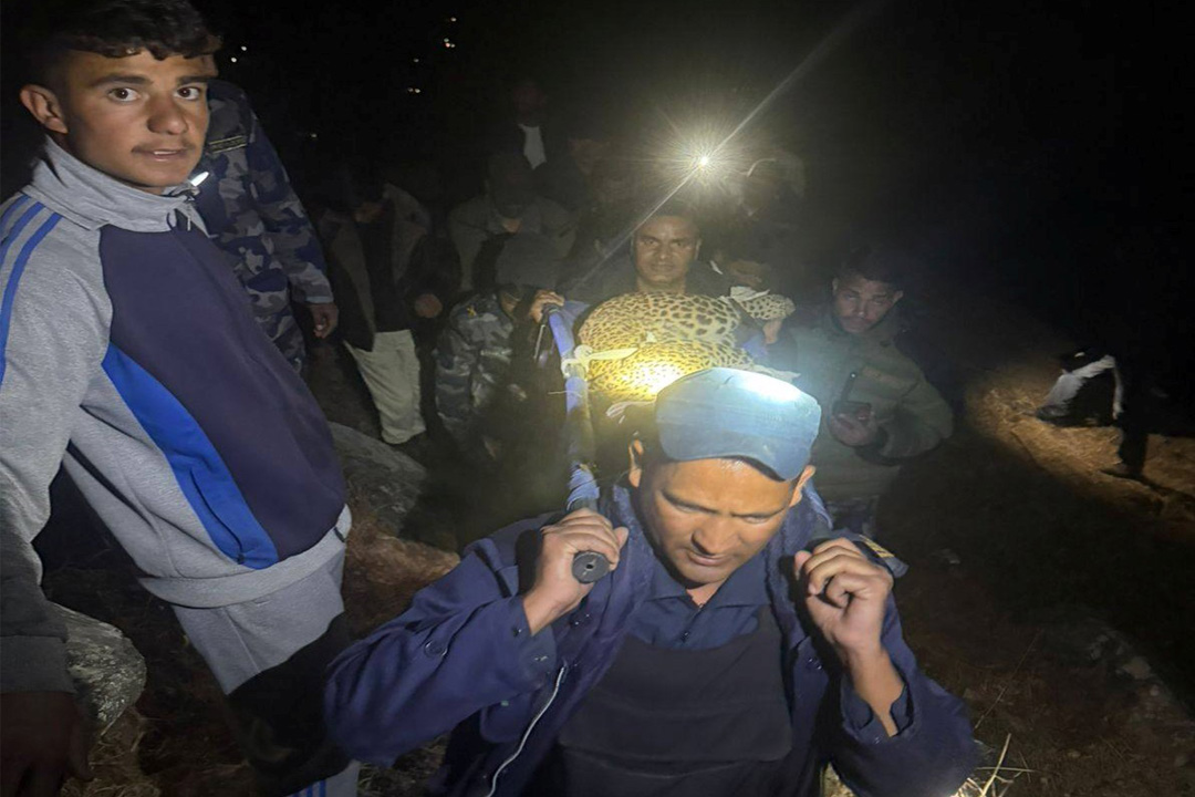 दार्चुलामा पासोमा फसेको चितुवाको उद्धार