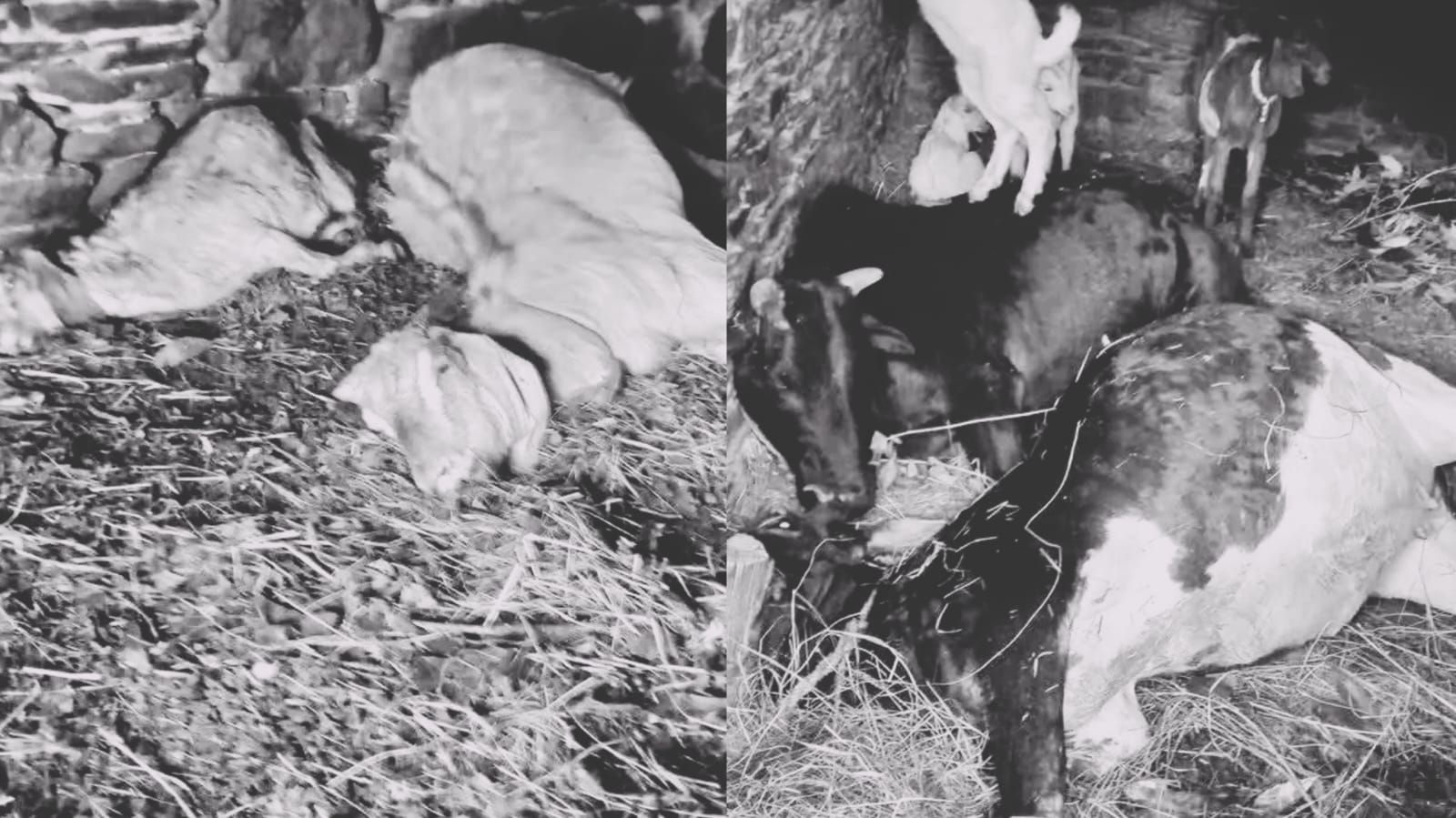 बैतडीमा चट्याङ लागेर पशुचौपाया मरे