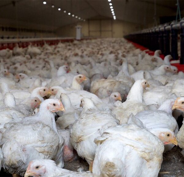 कैलालीमा मरेको ब्रोइलर कुखुराको मासु खाँदा बिरामी परेका दुई बालकको मृत्यु