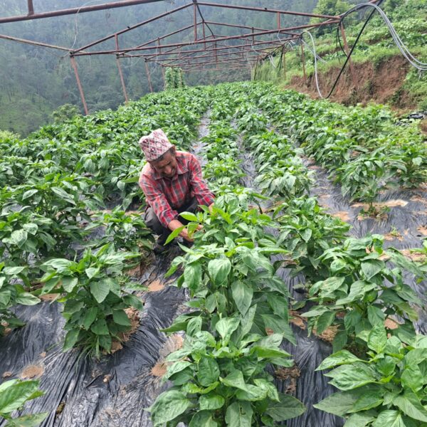मेहनत र आम्दानी दुवै गाउँमै : व्यावसायिक कृषिबाट चलेको परिवार