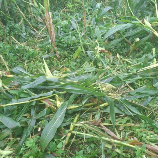 बैतडीमा जंगली जनावरले मकैबाली सखाप पार्न थालेपछि किसान चिन्तित